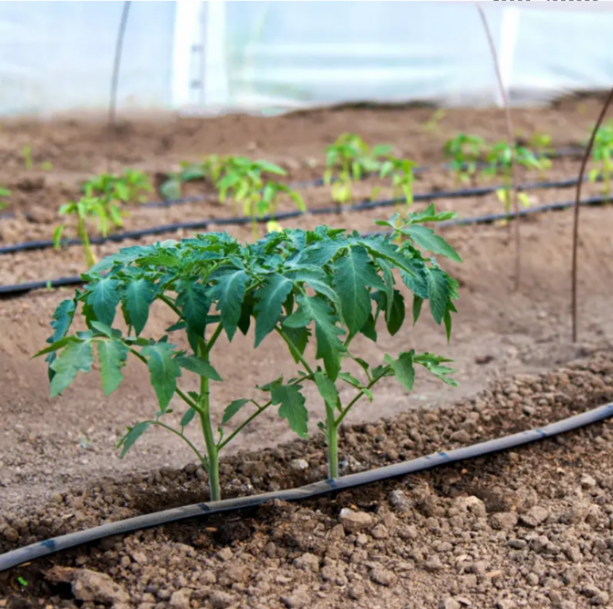 Banda de picurare Rola de 100 m, picurare din 30 in 30 cm, 1.3l/h