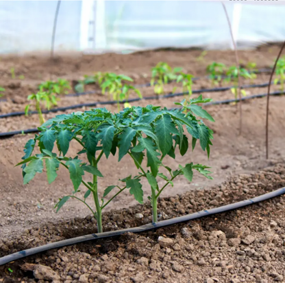 Banda de picurare Rola de 100 m, picurare din 30 in 30 cm, 1.3l/h