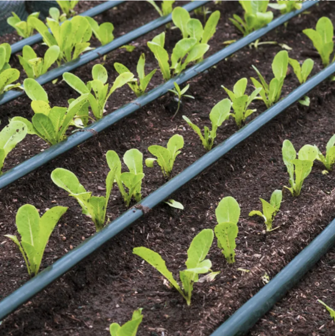 Banda de picurare Rola de 100 m, picurare din 30 in 30 cm, 1.3l/h