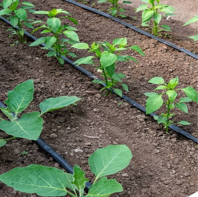 Banda de picurare Rola de 100 m, picurare din 30 in 30 cm, 1.3l/h